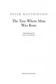 The Tree Where Man Was Born Read online