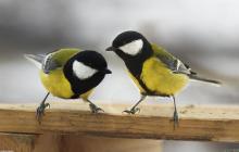 Two Yellow-Birds Read online