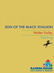 Son of the Black Stallion Read online