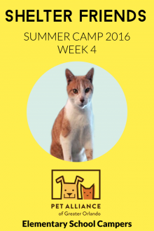 Shelter Friends Summer Camp 2016: Week 4