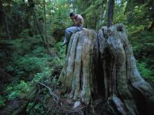 Tree Stump Read online