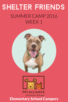 Shelter Friends Summer Camp 2016: Week 1