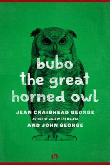 Bubo, the Great Horned Owl (American Woodland Tales)