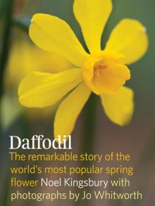 The Daffodil