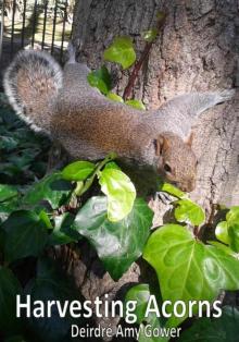 Harvesting Acorns