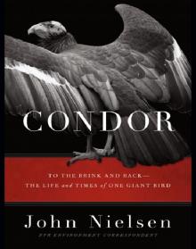 Condor