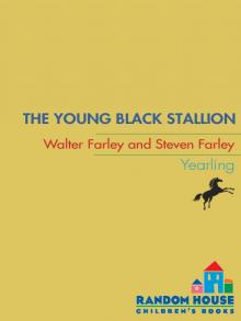 The Young Black Stallion Read online